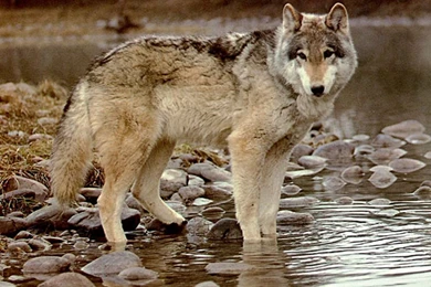 Timber Wolf Wallpapers Wallpapers Cave