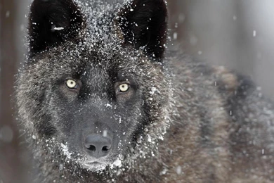 BLACK TIMBER WOLF WALLPAPER (