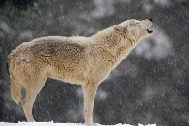 Images Of Timber Wolf Wallpapers