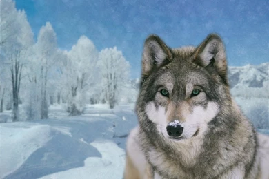 Winter Timber Wolf By Kaito42 On DeviantArt