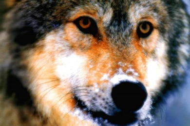 Desktop Wallpapers · Gallery · Animals · The Lookout Timber Wolf ...