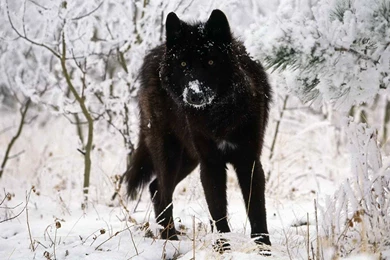 Desktop Hd Black Timber Wolf Pictures