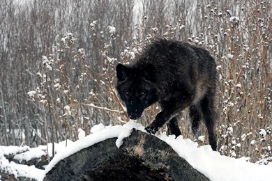 Black Wolf   (