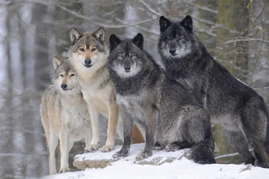 1920x540 Wallpapers Page 859: Ivory Ebony Wolf Art White Wisdom ...