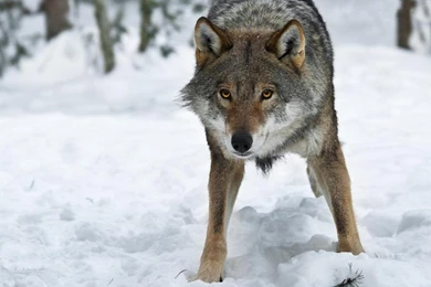 I Think I Trust You Wallpapers   (