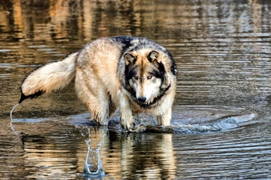 Wolf Wallpapers   Android Apps On Google Play