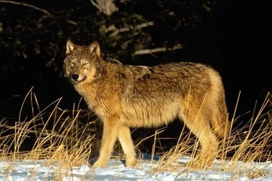 Big Timber Wolf 1024x768px