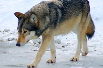 Timber Wolf / Timberwolf 3 By Bluesgrass On DeviantArt