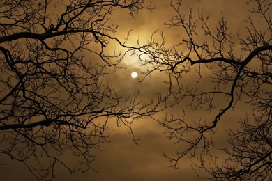 Theme Wallpapers   Wallpapers Zone