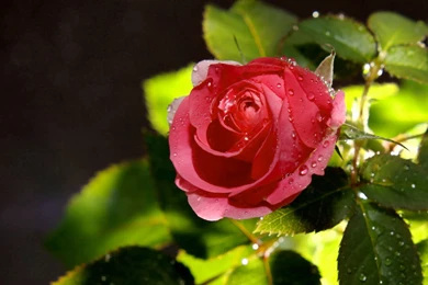 Download Wallpapers 3840x2160 Rose, Petals, Leaves, Dew Drops 4K ...