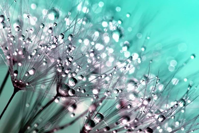 Download Dew Drops On Dandelion Seeds HD Wallpapers For iPhone 6 ...