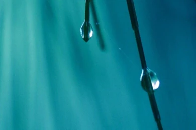 Macro Dew Drops Blue Android Wallpapers Free Download