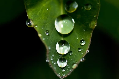 Dew Drop On The Leaf Wallpapers