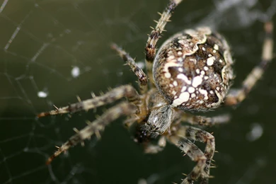 Desktop Wallpapers · Gallery · Animals · Weaver Spider