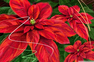 Hand Drawn Poinsettia Wallpapers