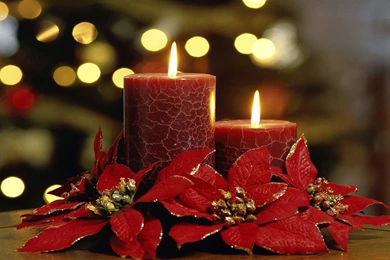 Poinsettia Wallpapers   Wallpapers Cave