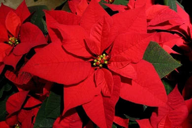 Poinsettia Flower Wallpapers