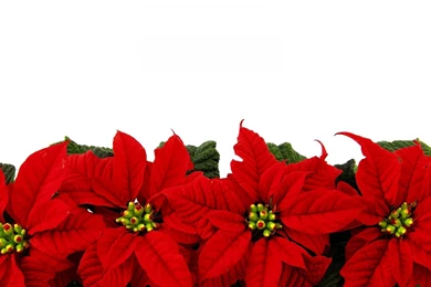 Download Wallpapers 3840x2400 Poinsettia, Flower, Bright, Row ...