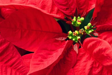 Christmas Poinsettia Wallpapers