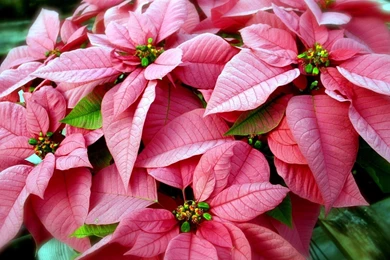 Poinsettia >> HD Wallpaper, Get It Now!