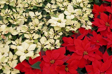MLeWallpapers.com   White And Red Poinsettias