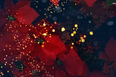 2 Poinsettia HD Wallpapers