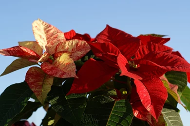 Flowers Wallpapers, Flower Photos, Exotic Flowers For Your Desktop ...