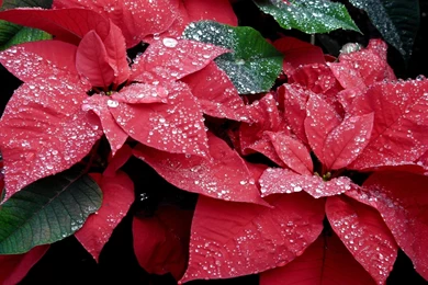 Download Wallpapers Poinsettia, Flowers, Red, Drop, Freshness ...