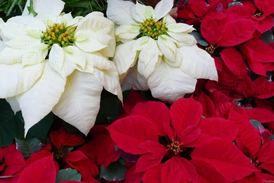 MLeWallpapers.com   White And Red Poinsettias II