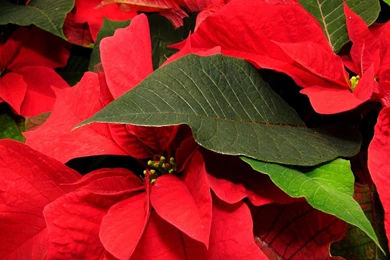 Download Wallpapers 1920x1080 Poinsettia, Flowers, Lie, Backgrounds ...