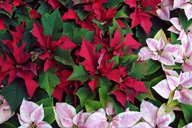 Flowers Poinsettias Poinsettia HD Wallpapers, Desktop Backgrounds ...