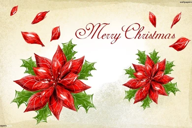Merry Christmas Poinsettia Hd Wallpapers ~ The Wallpapers Database