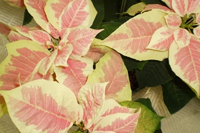 Marble Poinsettia Wallpapers
