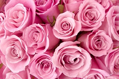 Pink Flowers Rose Wallpapers PC