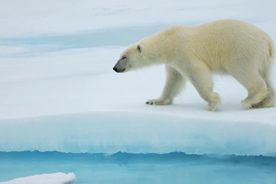 Polar Bear Computer Wallpapers, Desktop Backgrounds