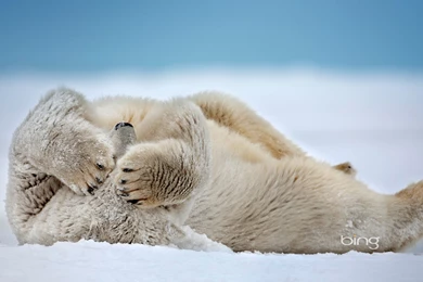 1920x1200 Bing, Polar Bear, Bear, White Bear, Polar Bear Sleeping ...