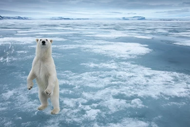 Polar Bear Day HD Wallpapers   Universal Unique Tubes