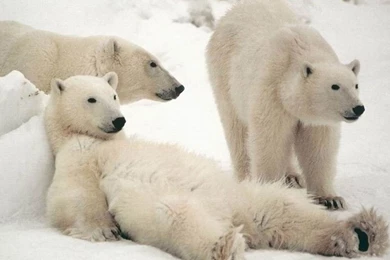 White Bear Animals Desktop Wallpapers   Animals Wallpapers