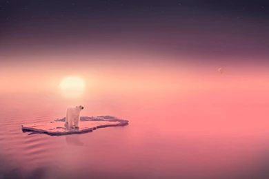 White Polar Bear Animal