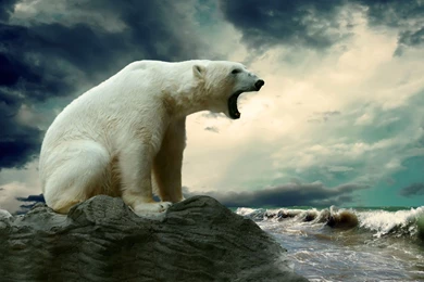 Polar Bear Computer Wallpapers, Desktop Backgrounds