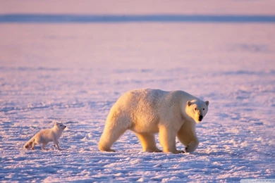 High Resolution Arctic Animal Polar Bear Wallpapers HD 11 Full Size ...