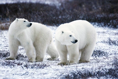 Polar Bears Wallpapers 12386 1600x1200   UMad.com