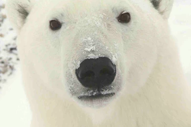 Download Wallpaper: White Bear, Desktop Wallpapers, White Polar ...