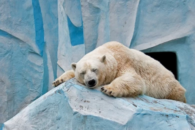 Beautiful Polar Bear Sleeping Funny Wallpapers E Entertainment