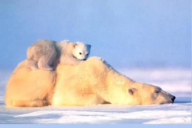 Free Wallpaper: Polar Bear Wallpapers