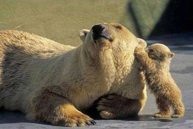 Bears Wallpapers Page 55: Bear Play Tree Trunk Bears Backgrounds ...