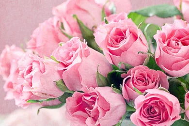 Roses Pink Flowers Wallpapers Free Download Of Pink Roses