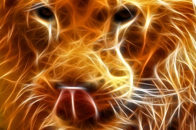 Animals 3D Wallpapers