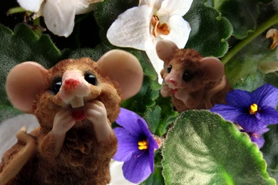 Free Funny Wallpapers For Desktop   Wallpapers Cave