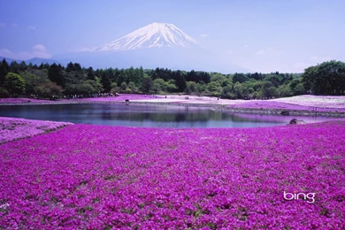 Bing   HD Wallpaper, Pictures, Pics, Photos, Images